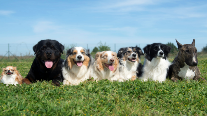 Hoe oud worden honden? Alles over de levensverwachting